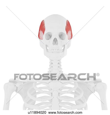 Temporalis muscle, computer illustration. View Large Photo Image Stock Image - Temporalis muscle, computer illustration.. Fotosearch