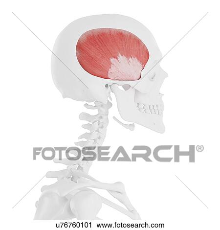 Temporalis muscle, computer illustration. View Large Photo Image Stock Image - Temporalis muscle, computer illustration.. Fotosearch