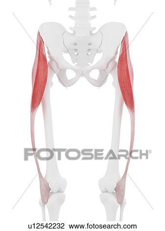 Tensor fascia lata muscle, computer illustration. View Large Photo Image Stock Image - Tensor fascia lata muscle, computer illustration.. Fotosearch