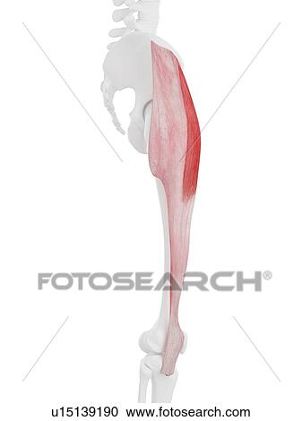 Stock Image - Tensor fascia lata muscle, computer illustration.. Fotosearch