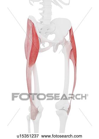 Tensor fascia lata muscle, computer illustration. View Large Photo Image Stock Photo - Tensor fascia lata muscle, computer illustration.. Fotosearch