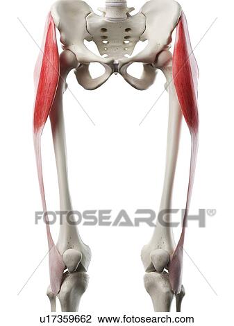 Tensor fascia lata muscle, illustration View Large Photo Image Stock Image - Tensor fascia lata muscle, illustration. Fotosearch
