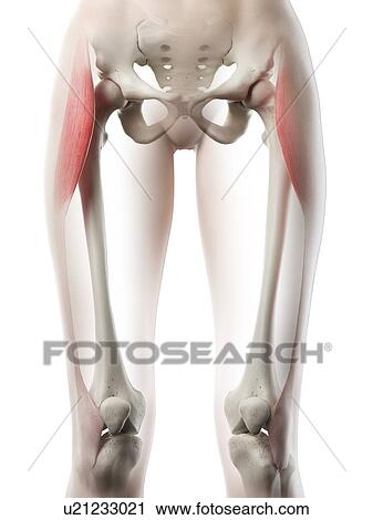 Tensor fascia lata muscle, illustration View Large Photo Image Stock Image - Tensor fascia lata muscle, illustration. Fotosearch