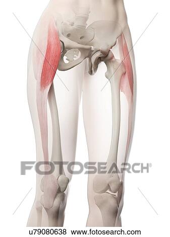 Tensor fascia lata muscle, illustration View Large Photo Image Stock Photo - Tensor fascia lata muscle, illustration. Fotosearch