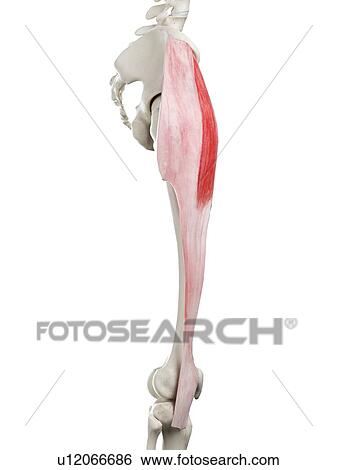 Tensor fascia lata muscle, illustration View Large Photo Image Stock Photograph - Tensor fascia lata muscle, illustration. Fotosearch