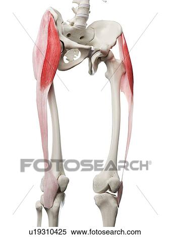Stock Photography - Tensor fascia lata muscle, illustration. Fotosearch