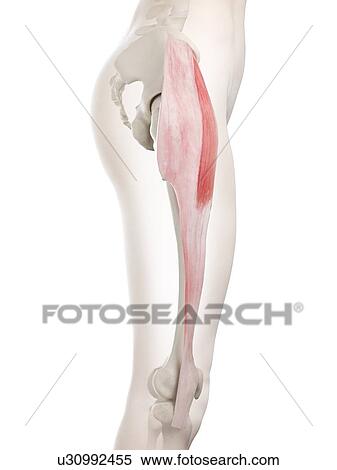 Stock Photography - Tensor fascia lata muscle, illustration. Fotosearch