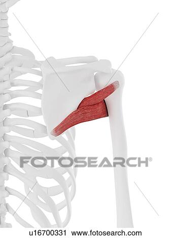 Teres major and minor muscle, computer illustration. View Large Photo Image Stock Image - Teres major and minor muscle, computer illustration.. Fotosearch
