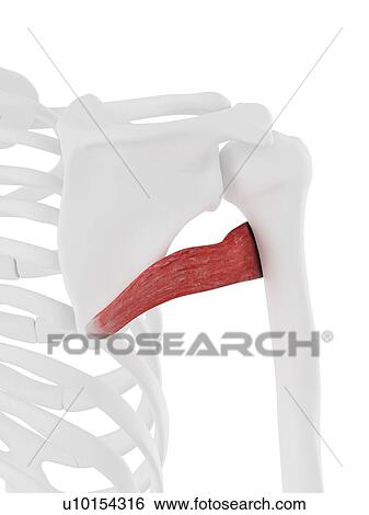 Teres major muscle, computer illustration. View Large Photo Image Stock Photograph - Teres major muscle, computer illustration.. Fotosearch