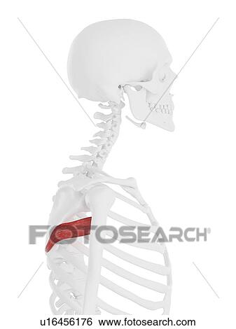Teres major muscle, computer illustration. View Large Photo Image Stock Photograph - Teres major muscle, computer illustration.. Fotosearch