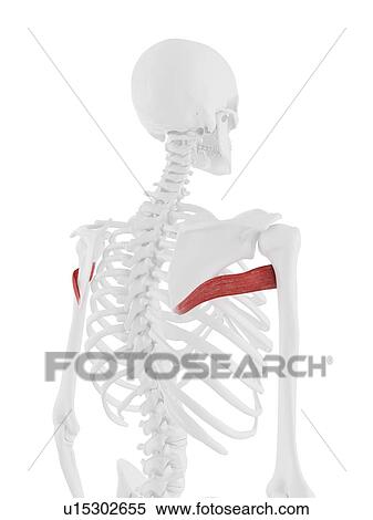 Teres major muscle, computer illustration. View Large Photo Image Stock Photography - Teres major muscle, computer illustration.. Fotosearch