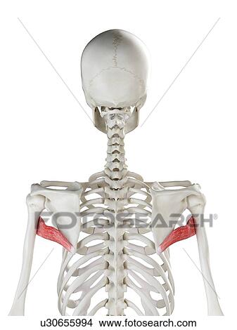 Teres major muscle, illustration View Large Photo Image Picture - Teres major muscle, illustration. Fotosearch