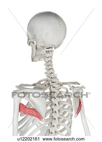 Teres major muscle, illustration View Large Photo Image Stock Image - Teres major muscle, illustration. Fotosearch