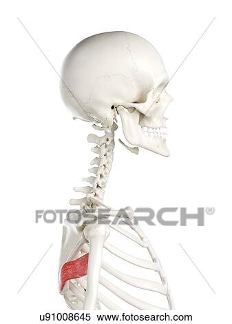 Stock Photography - Teres major muscle, illustration. Fotosearch