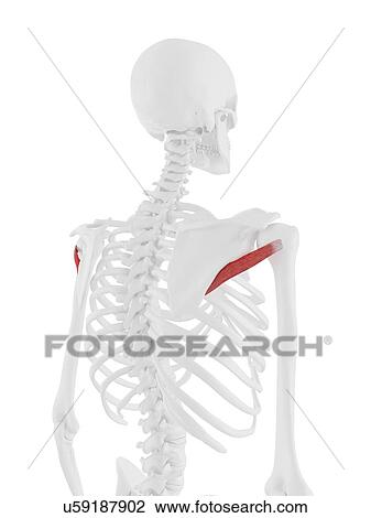 Stock Image - Teres minor muscle, computer illustration.. Fotosearch