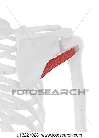 Teres minor muscle, computer illustration. View Large Photo Image Stock Photo - Teres minor muscle, computer illustration.. Fotosearch