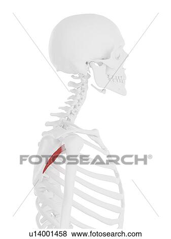 Stock Photo - Teres minor muscle, computer illustration.. Fotosearch