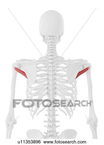 Teres minor muscle, computer illustration. View Large Photo Image Stock Photograph - Teres minor muscle, computer illustration.. Fotosearch