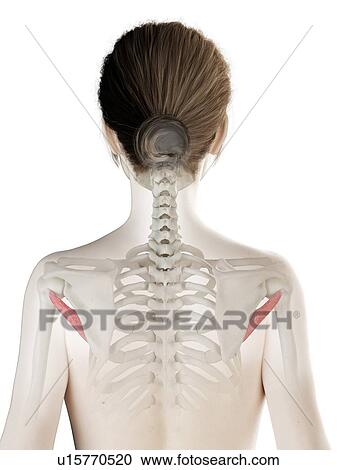 Teres minor muscle, illustration View Large Photo Image Stock Image - Teres minor muscle, illustration. Fotosearch