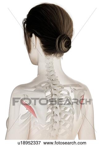 Teres minor muscle, illustration View Large Photo Image Stock Photo - Teres minor muscle, illustration. Fotosearch