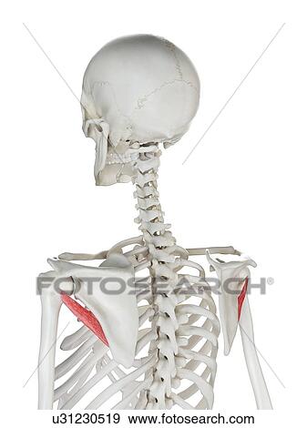 Teres minor muscle, illustration View Large Photo Image Stock Photo - Teres minor muscle, illustration. Fotosearch