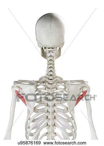 Teres minor muscle, illustration View Large Photo Image Stock Photo - Teres minor muscle, illustration. Fotosearch