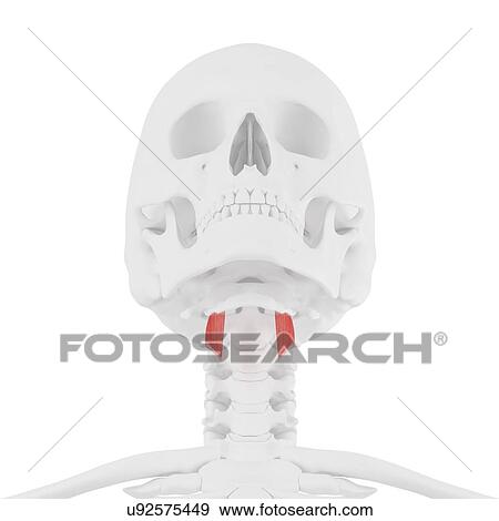 Stock Photo - Thyrohyoid muscle, computer illustration.. Fotosearch