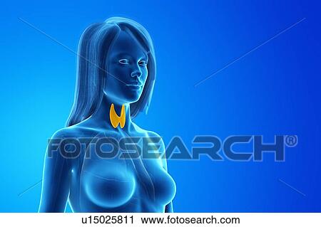 Stock Image - Thyroid, computer illustration.. Fotosearch