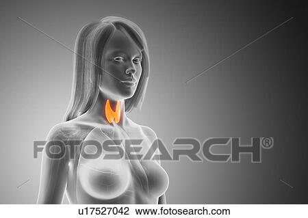 Stock Image - Thyroid, computer illustration.. Fotosearch