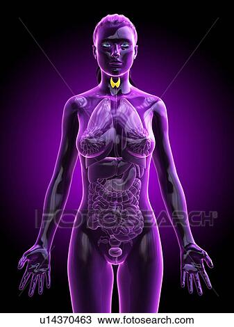 Stock Image - Thyroid gland, computer illustration.. Fotosearch