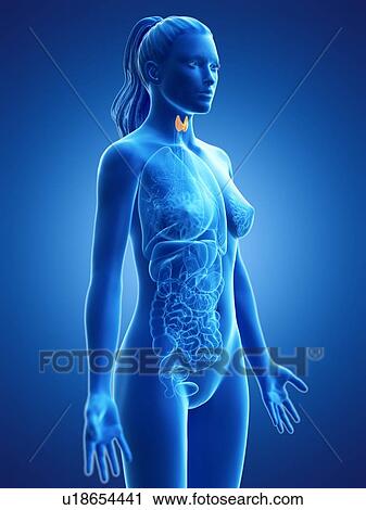 Stock Image - Thyroid gland, computer illustration.. Fotosearch