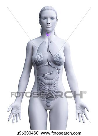 Stock Image - Thyroid gland, computer illustration.. Fotosearch