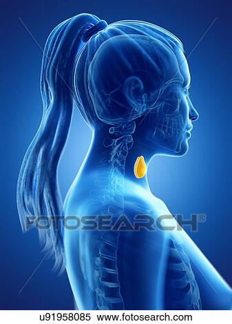Thyroid gland, computer illustration. View Large Photo Image Stock Photography - Thyroid gland, computer illustration.. Fotosearch