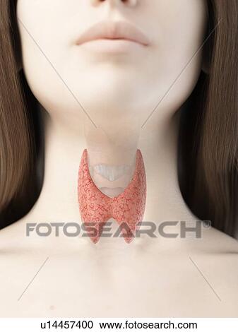 Stock Image - Thyroid gland, illustration. Fotosearch