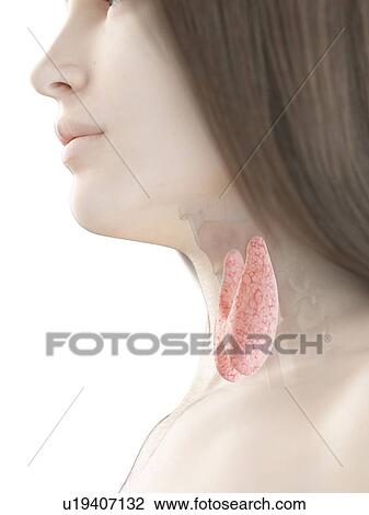 Stock Image - Thyroid gland, illustration. Fotosearch