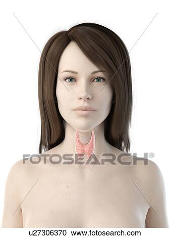 Stock Image - Thyroid gland, illustration. Fotosearch