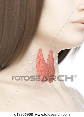 Stock Photo - Thyroid gland, illustration. Fotosearch