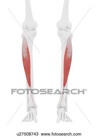 Stock Image - Tibialis anterior muscle, computer illustration.. Fotosearch
