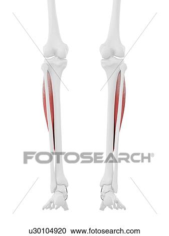 Tibialis anterior muscle, computer illustration. View Large Photo Image Stock Image - Tibialis anterior muscle, computer illustration.. Fotosearch