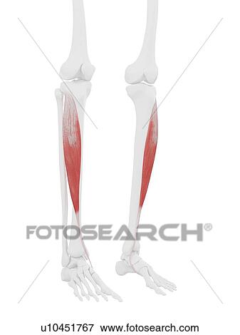 Stock Photo - Tibialis anterior muscle, computer illustration.. Fotosearch