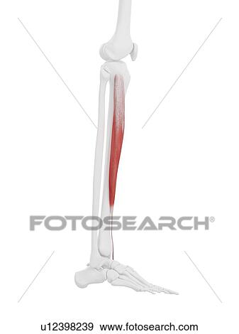 Stock Photo - Tibialis anterior muscle, computer illustration.. Fotosearch
