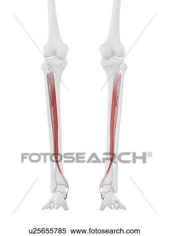 Tibialis posterior muscle, computer illustration. View Large Photo Image Stock Photography - Tibialis posterior muscle, computer illustration.. Fotosearch