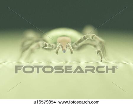 Picture - Tick, computer illustration.. Fotosearch