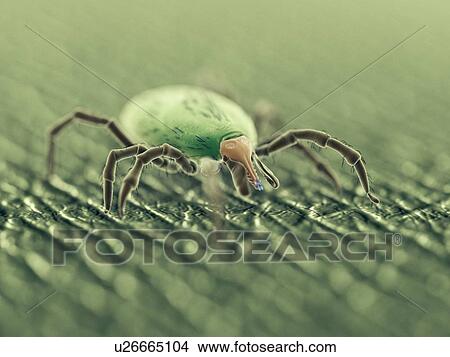 Tick, computer illustration. View Large Photo Image Picture - Tick, computer illustration.. Fotosearch