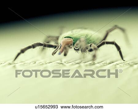 Tick, computer illustration. View Large Photo Image Stock Image - Tick, computer illustration.. Fotosearch