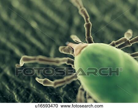 Stock Image - Tick, computer illustration.. Fotosearch