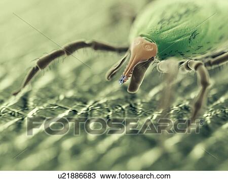 Tick, computer illustration. View Large Photo Image Stock Image - Tick, computer illustration.. Fotosearch