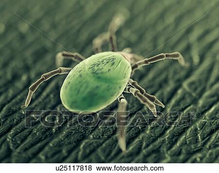 Tick, computer illustration. View Large Photo Image Stock Photo - Tick, computer illustration.. Fotosearch