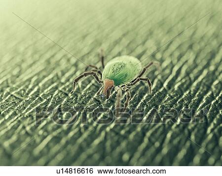 Stock Photograph - Tick, computer illustration.. Fotosearch