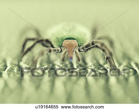 Tick, computer illustration. View Large Photo Image Stock Photography - Tick, computer illustration.. Fotosearch